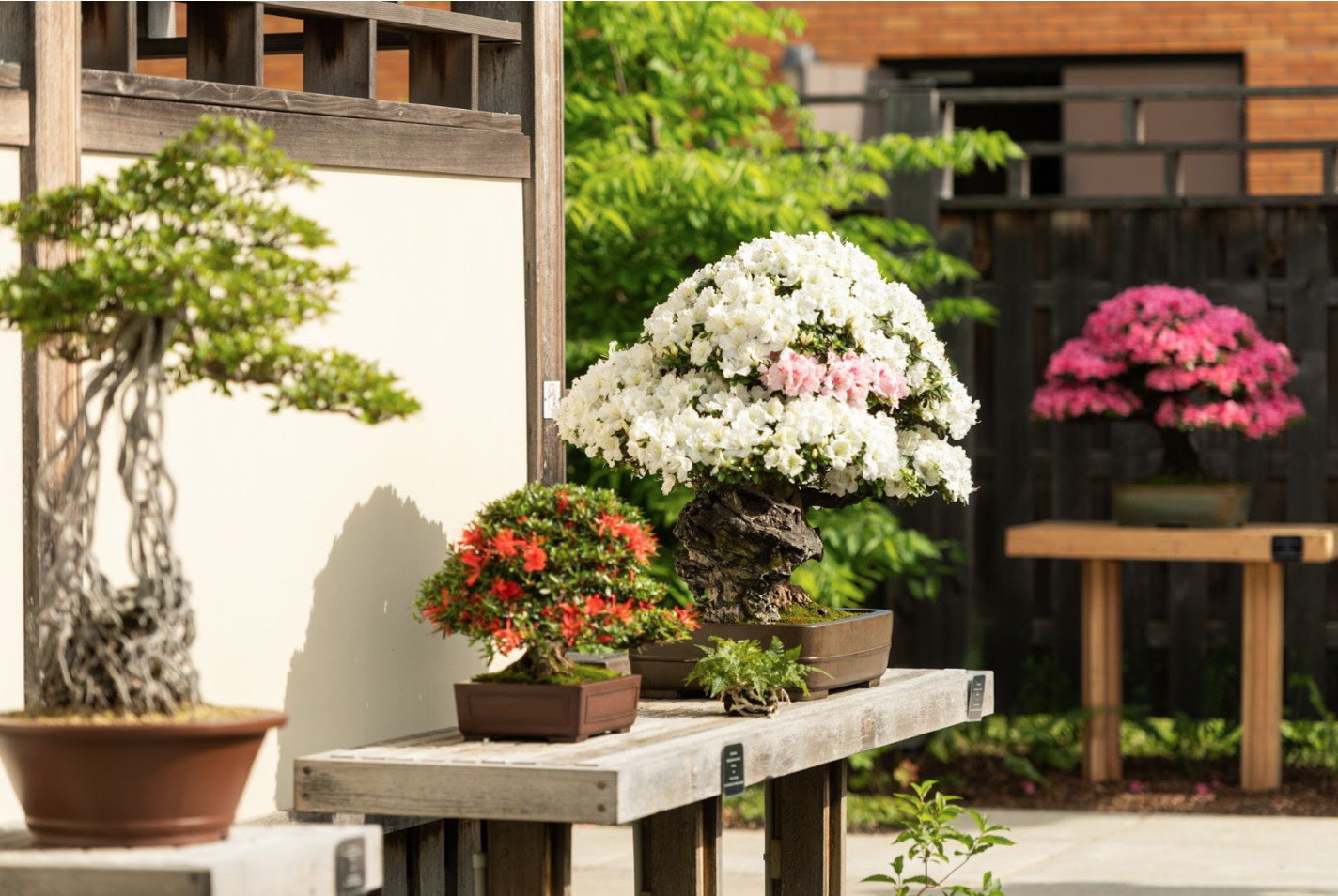 Bonsai Around the World: The Matthaei Botanical Gardens and